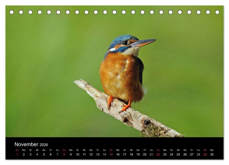 Produktbild: Der Eisvogel...fliegendes Juwel (Tischkalender 2026 DIN A5 quer), CALVENDO Monatskalender