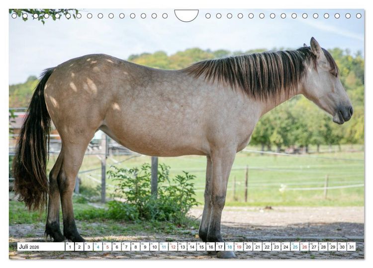 Produktbild: Durch das Jahr mit dem Connemara Pony Holly (Wandkalender 2026 DIN A4 quer), CALVENDO Monatskalender