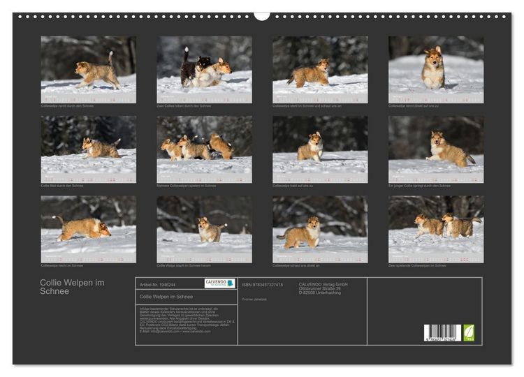 Produktbild: Collie Welpen im Schnee (Wandkalender 2026 DIN A2 quer), CALVENDO Monatskalender