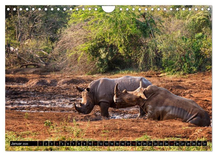 Produktbild: Afrikas Tierwelt: Nash&ouml;rner (Wandkalender 2026 DIN A4 quer), CALVENDO Monatskalender