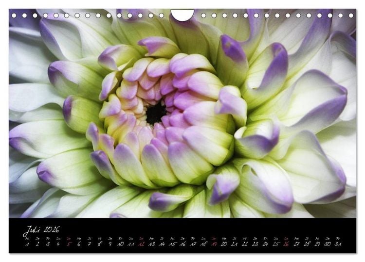 Produktbild: Floral Portraits - Blumen Impression (Wandkalender 2026 DIN A4 quer), CALVENDO Monatskalender