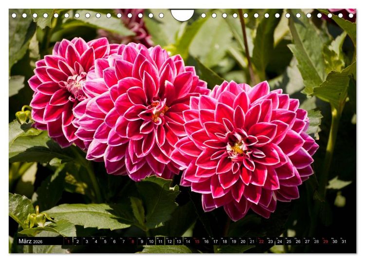 Produktbild: Dahlia - Dahlien (Wandkalender 2026 DIN A4 quer), CALVENDO Monatskalender