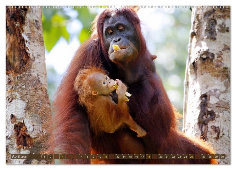 Produktbild: Waldmenschen - Orang Utans auf Borneo (hochwertiger Premium Wandkalender 2026 DIN A2 quer), Kunstdruck in Hochglanz