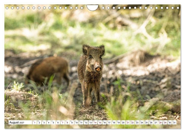 Produktbild: Wildtiere im M&uuml;ritz-Nationalpark (Wandkalender 2027 DIN A4 quer), CALVENDO Monatskalender