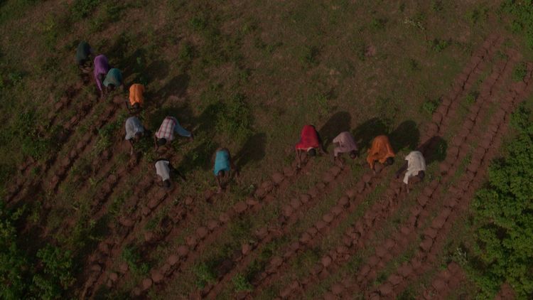 Produktbild: The Great Green Wall