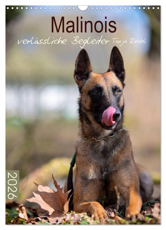 Produktbild: Malinois verl&auml;ssliche Begleiter (Wandkalender 2026 DIN A3 hoch), CALVENDO Monatskalender