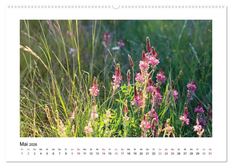 Produktbild: Mein Sehnsuchtsort, die Blumenwiese (Wandkalender 2026 DIN A2 quer), CALVENDO Monatskalender