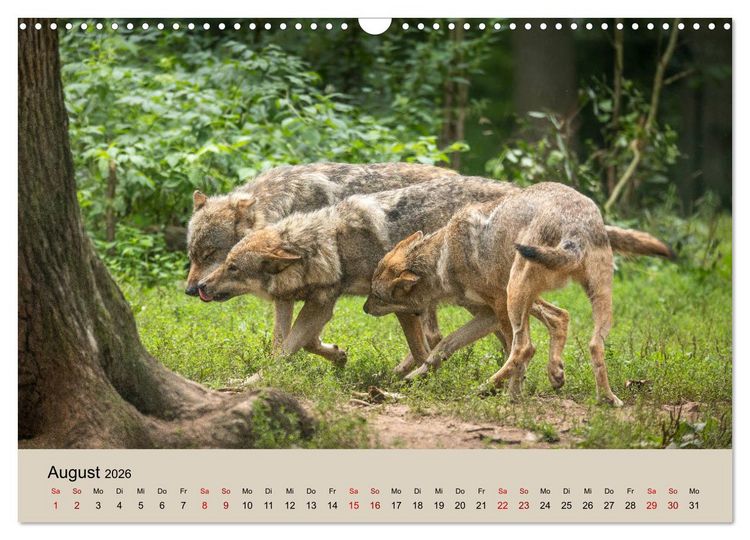 Produktbild: Wolfsrudel (Wandkalender 2026 DIN A3 quer), CALVENDO Monatskalender