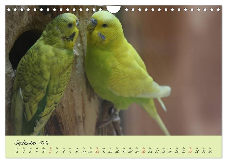 Produktbild: Wellensittiche - Gefiederte Freunde (Wandkalender 2026 DIN A4 quer), CALVENDO Monatskalender