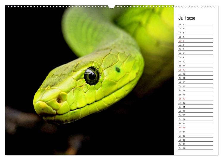 Produktbild: Schlangen. Lauern, kriechen, schlingen (Wandkalender 2026 DIN A2 quer), CALVENDO Monatskalender