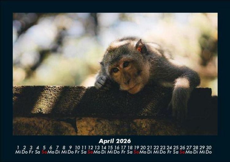 Produktbild: Tierkalender 2026 Fotokalender DIN A5