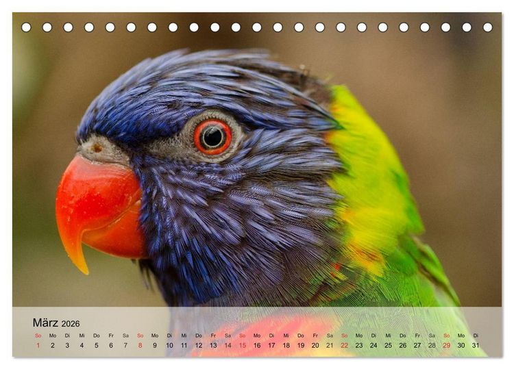 Produktbild: Regenbogen Papageien (Tischkalender 2026 DIN A5 quer), CALVENDO Monatskalender
