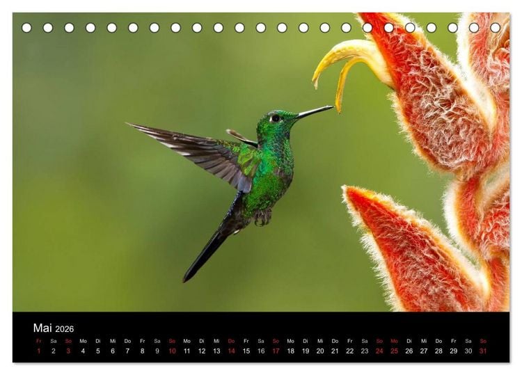 Produktbild: Der Kolibrikalender (Tischkalender 2026 DIN A5 quer), CALVENDO Monatskalender