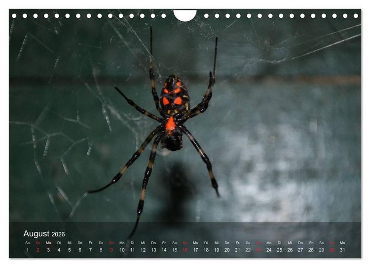 Produktbild: Faszination Spinnen (Wandkalender 2026 DIN A4 quer), CALVENDO Monatskalender