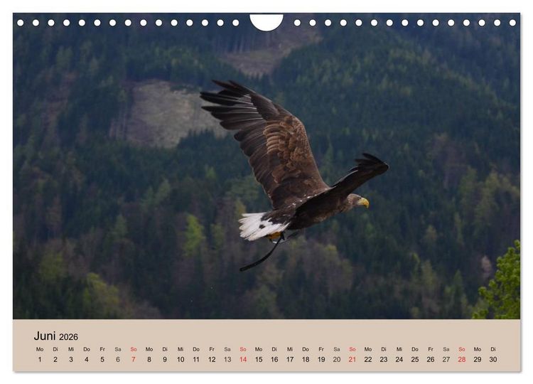 Produktbild: Der Steinadler. Majest&auml;tischer Greifvogel (Wandkalender 2026 DIN A4 quer), CALVENDO Monatskalender