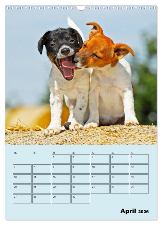 Produktbild: Familienplaner Jack und Parson Russell Terrier (Wandkalender 2026 DIN A3 hoch), CALVENDO Monatskalender
