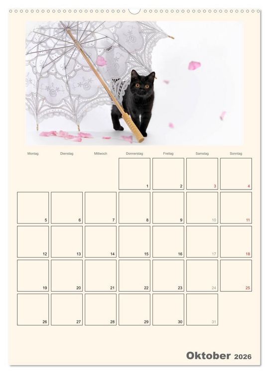 Produktbild: Schmusige Britisch Kurzhaar (Wandkalender 2026 DIN A2 hoch), CALVENDO Monatskalender