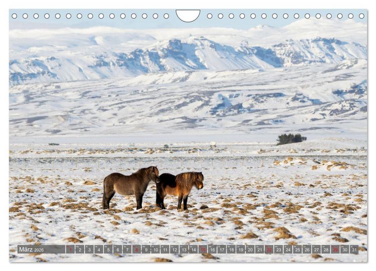 Produktbild: Islandpferde - Reise in ihre wilde Heimat (Wandkalender 2026 DIN A4 quer), CALVENDO Monatskalender