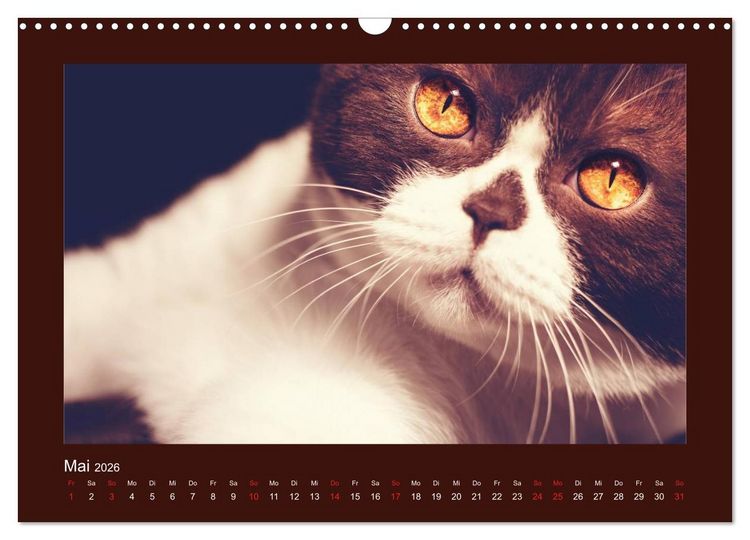 Produktbild: Britisch Kurzhaar Katzen - Poesie f&uuml;rs Auge (Wandkalender 2026 DIN A3 quer), CALVENDO Monatskalender