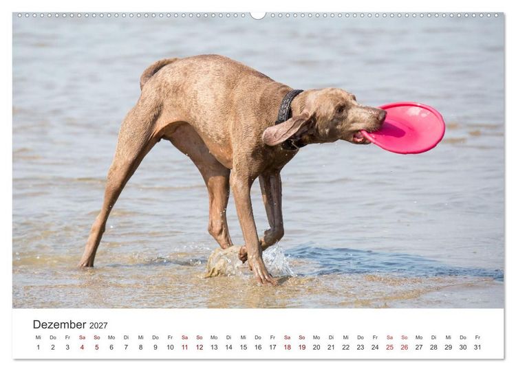 Produktbild: Freunde auf vier Pfoten am Strand (hochwertiger Premium Wandkalender 2027 DIN A2 quer), Kunstdruck in Hochglanz