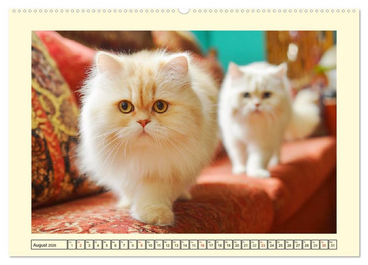 Produktbild: Edle Perserkatzen. Leises Schnurren in Haus und Garten (hochwertiger Premium Wandkalender 2026 DIN A2 quer), Kunstdruck in Hochglanz
