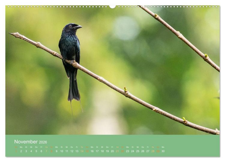 Produktbild: Zwischen Nebel und Baumriesen - V&ouml;gel Borneos (Wandkalender 2026 DIN A2 quer), CALVENDO Monatskalender