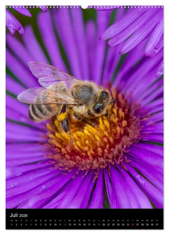 Produktbild: Bienenkalender (Wandkalender 2026 DIN A2 hoch), CALVENDO Monatskalender