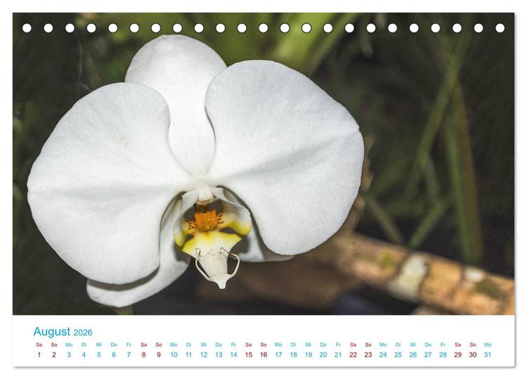 Produktbild: Die K&ouml;nigin der Blumenwelt, die Orchidee (Tischkalender 2026 DIN A5 quer), CALVENDO Monatskalender