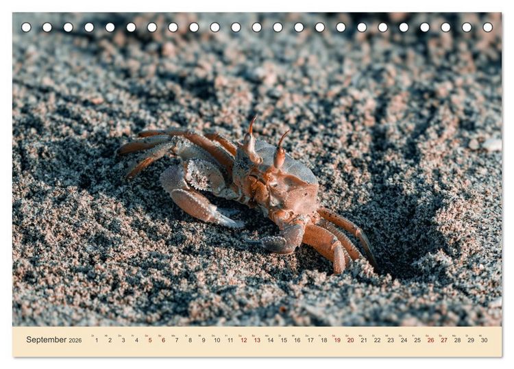 Produktbild: Musandam - Die omanische Exklave im geheimnisvollen Orient (Tischkalender 2026 DIN A5 quer), CALVENDO Monatskalender