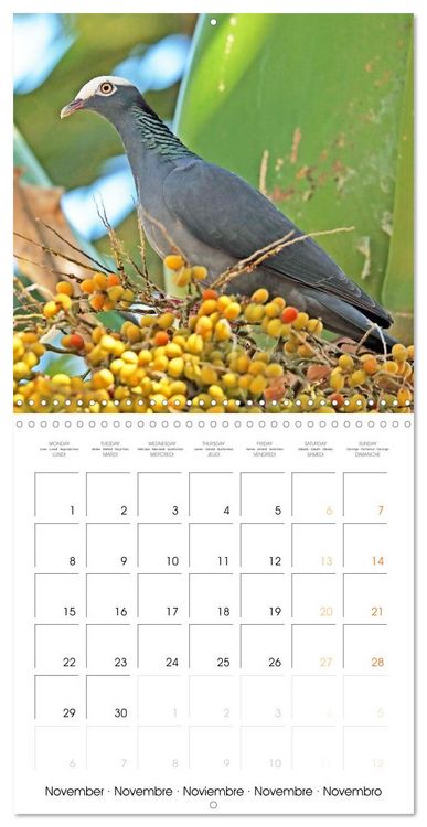 Produktbild: Doves: Gentle Beauty (Wall Calendar 2027 12 &times; 12 Inch) CALVENDO 12 Month Wall Calendar