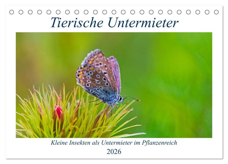 Produktbild: Tierische Untermieter (Tischkalender 2026 DIN A5 quer), CALVENDO Monatskalender