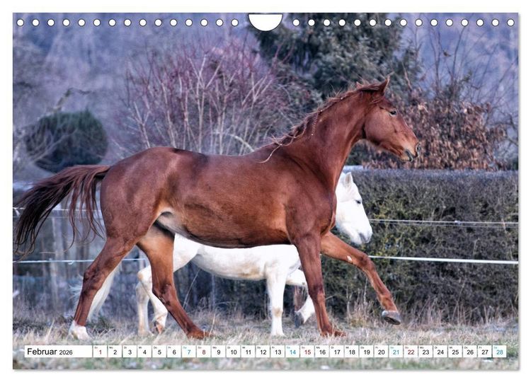 Produktbild: Durch das Jahr mit der Trakehner-Stute Fleur (Wandkalender 2026 DIN A4 quer), CALVENDO Monatskalender