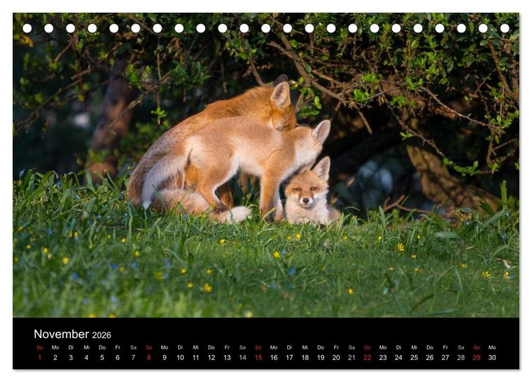 Produktbild: Joni, der kleine Fuchs (Tischkalender 2026 DIN A5 quer), CALVENDO Monatskalender