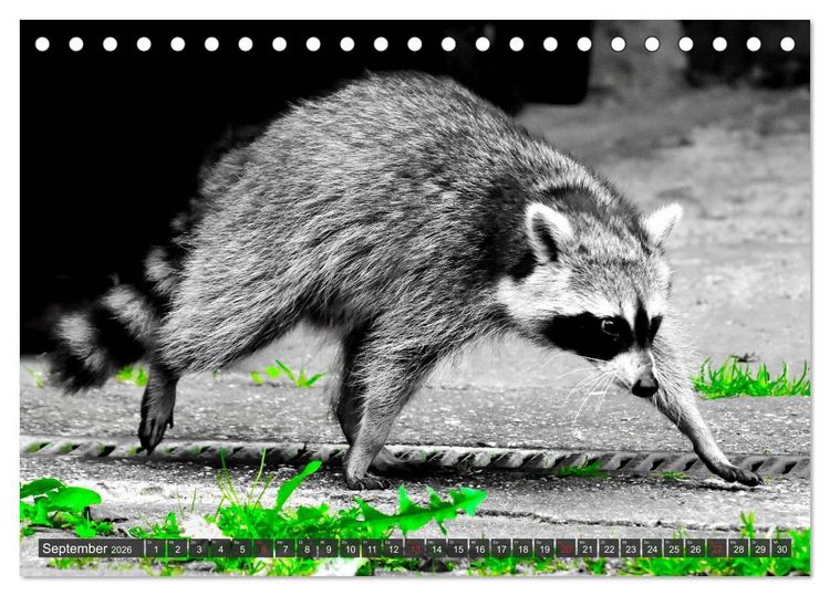 Produktbild: Besuch vom Waschb&auml;r (Tischkalender 2026 DIN A5 quer), CALVENDO Monatskalender