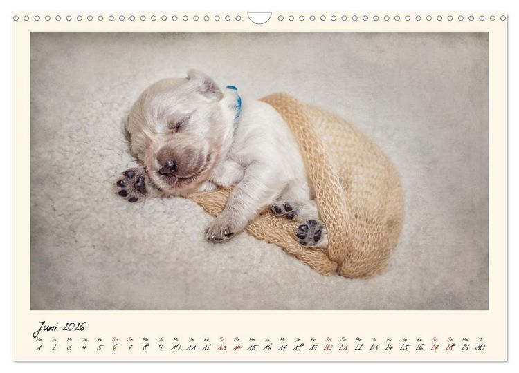 Produktbild: Golden Retriever... Herzenshunde (Wandkalender 2026 DIN A3 quer), CALVENDO Monatskalender