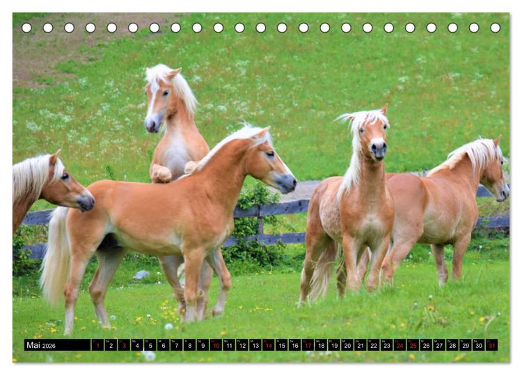 Produktbild: Pferde im Passeiertal (Tischkalender 2026 DIN A5 quer), CALVENDO Monatskalender