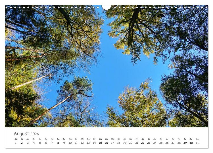 Produktbild: Wald - bezaubernde W&auml;lder (Wandkalender 2026 DIN A3 quer), CALVENDO Monatskalender