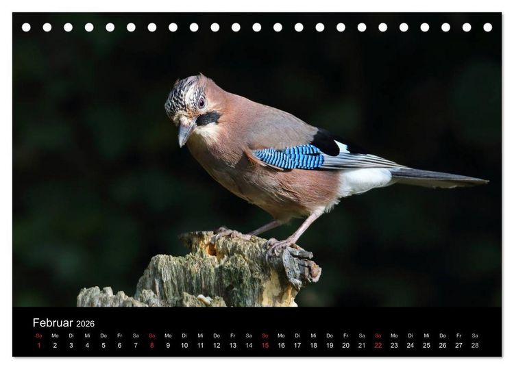 Produktbild: Eichelh&auml;her der Waldpolizist (Tischkalender 2026 DIN A5 quer), CALVENDO Monatskalender