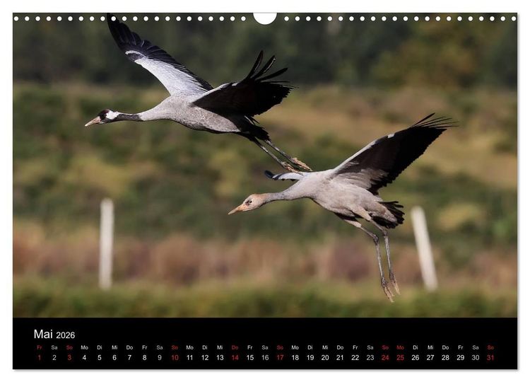 Produktbild: Kraniche (Wandkalender 2026 DIN A3 quer), CALVENDO Monatskalender