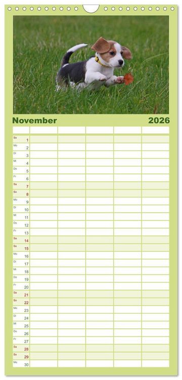 Produktbild: Familienplaner 2026 - Beagle mit 5 Spalten (Wandkalender, 21 x 45 cm) CALVENDO