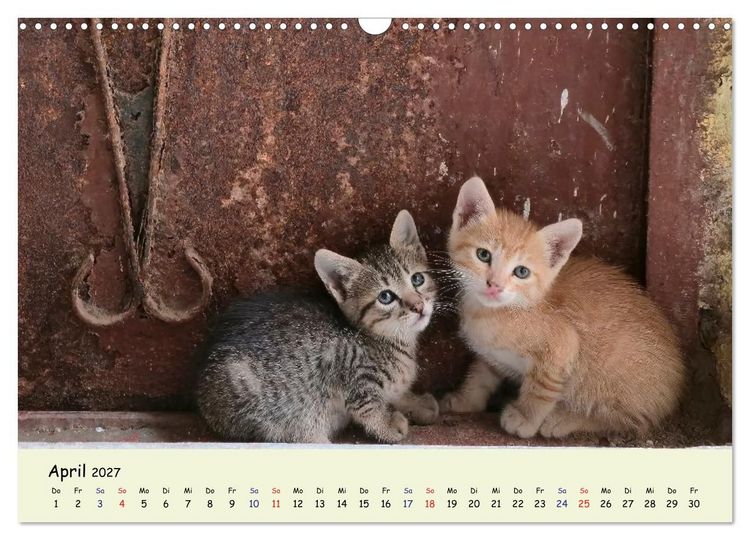 Produktbild: MarokkoCats (Wandkalender 2027 DIN A3 quer), CALVENDO Monatskalender