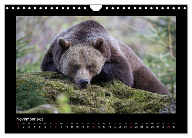 Produktbild: Wolf, Luchs und Co. - Tierbilder aus dem Bayerischen Wald (Wandkalender 2026 DIN A4 quer), CALVENDO Monatskalender