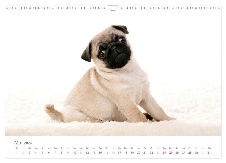 Produktbild: Mopswelpe Emma (Wandkalender 2026 DIN A3 quer), CALVENDO Monatskalender