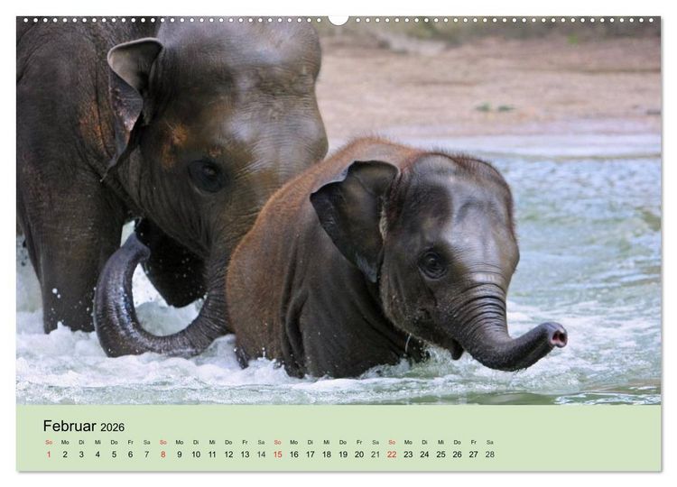 Produktbild: Elefanten. Badespa&szlig; am Strand (hochwertiger Premium Wandkalender 2026 DIN A2 quer), Kunstdruck in Hochglanz