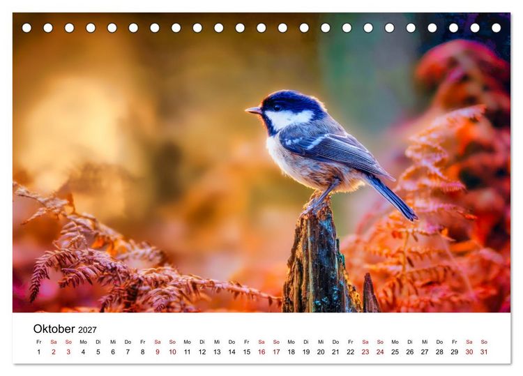 Produktbild: Federleicht - Das geheime Leben der Meisen (Tischkalender 2027 DIN A5 quer), CALVENDO Monatskalender