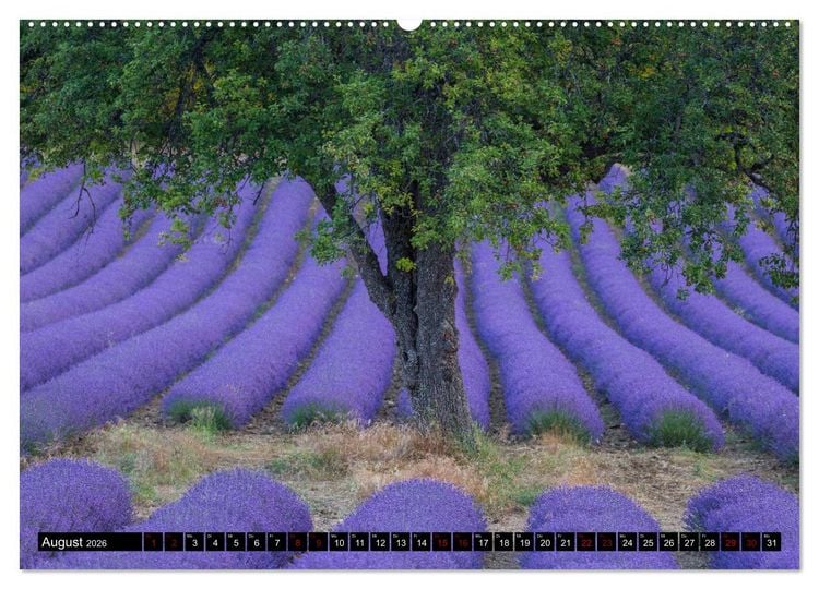 Produktbild: Provence im Rausch der Farben (Wandkalender 2026 DIN A2 quer), CALVENDO Monatskalender