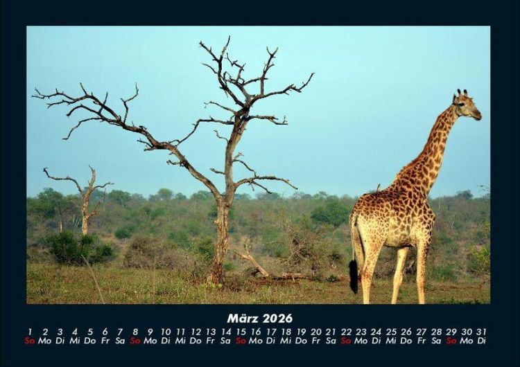 Produktbild: Giraffen 2026 Fotokalender DIN A4