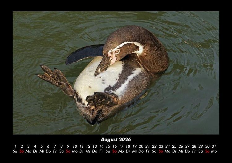 Produktbild: Pinguine & Eisb&auml;ren 2026 Fotokalender DIN A3