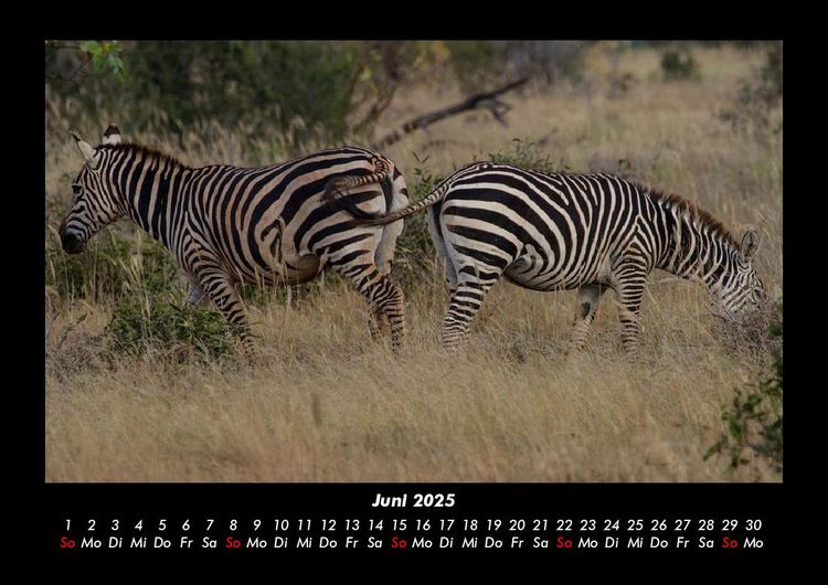 Produktbild: Zebrazauber 2025 Fotokalender DIN A3