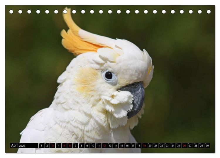Produktbild: Die Kakadus sind los (Tischkalender 2026 DIN A5 quer), CALVENDO Monatskalender